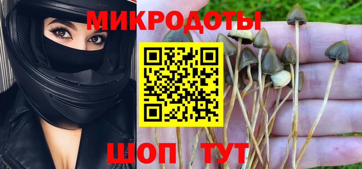 Псилоцибиновые грибы Cubensis Алейск